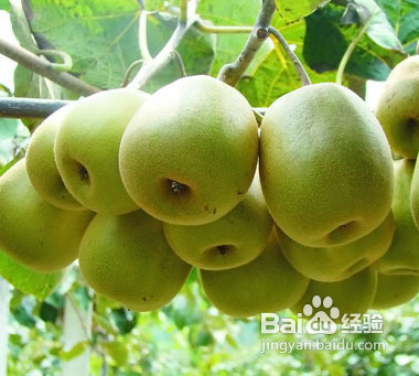 产妇吃什么能吃出好肌肤