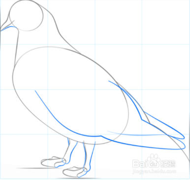 如何绘制鸽子