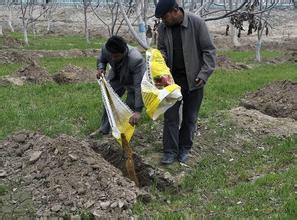 核桃树的培养技术