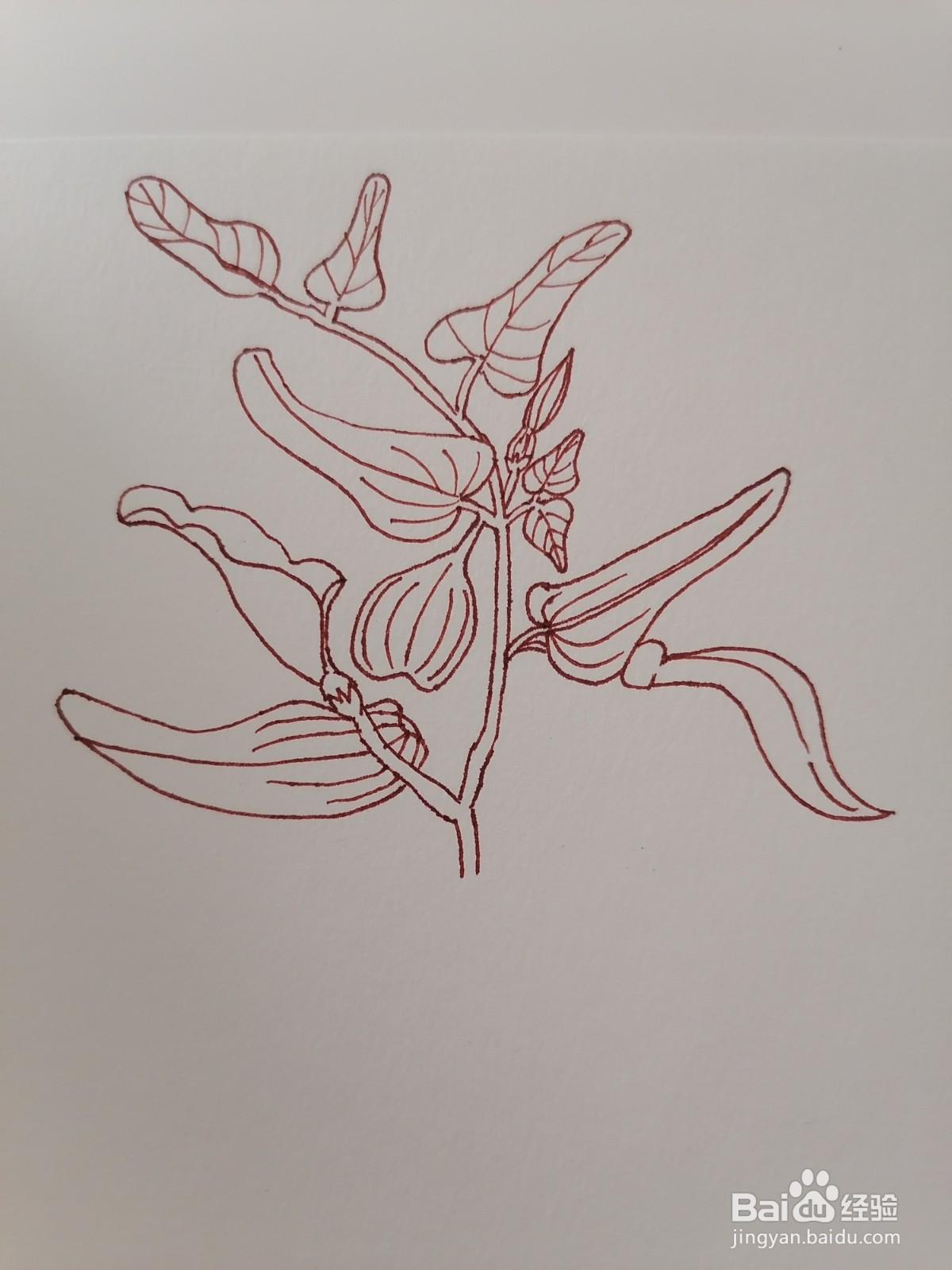 独行根(唐本草)线形图绘