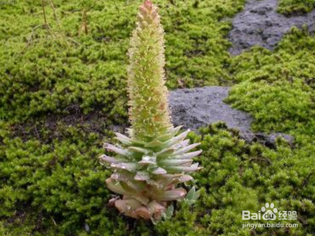 塔花瓦松如何种植?