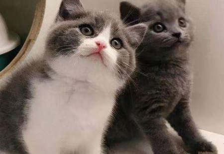 新手养布偶猫还是英短好一点