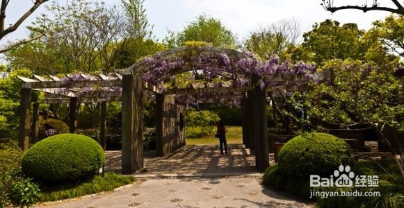 古藤园旅游攻略