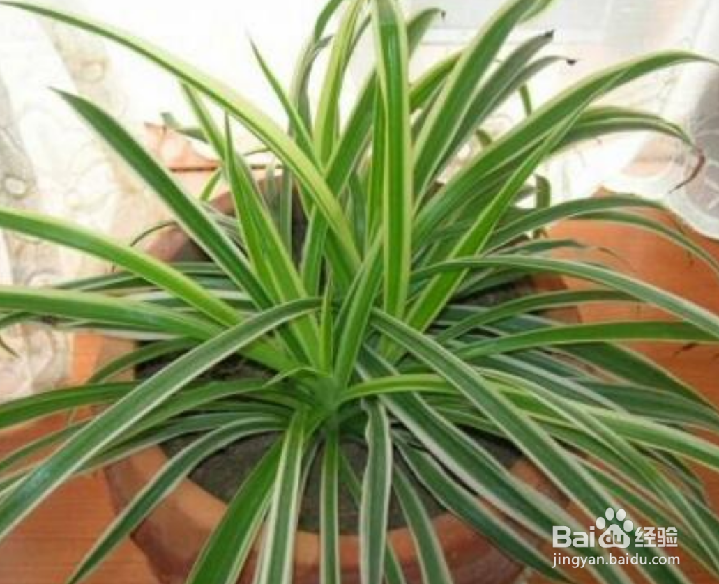 吊兰的养护方法