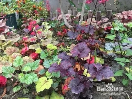 养花总死就种草,色彩斑斓四季好看
