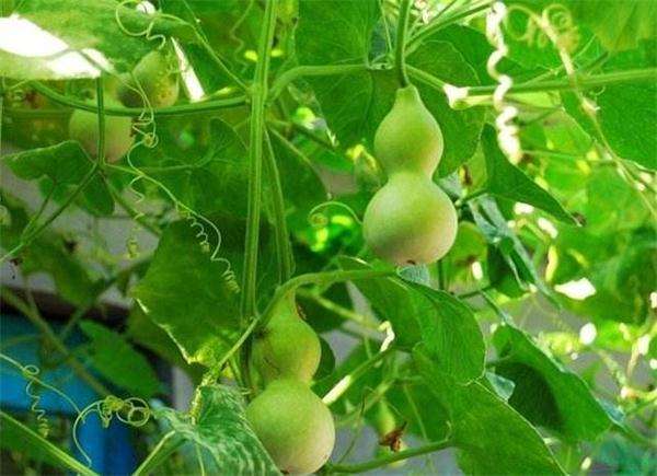 葫芦代表什么意思