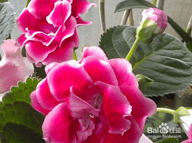 大岩桐的种植及管理要点