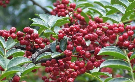 花椒在怎样做的情况下无毒