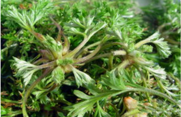 茵陈是白蒿吗? 茵陈和白蒿有什么区别