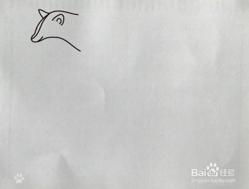 【简笔画】麝香猫的画法