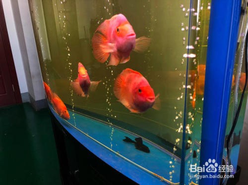 发财鱼的禁忌