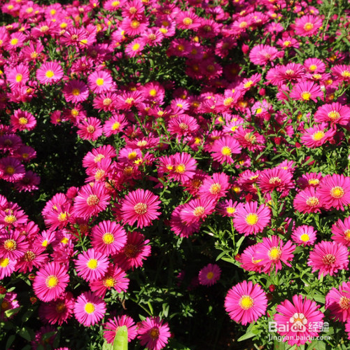 关于荷兰菊的知识有哪些？