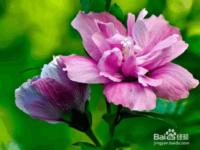 木槿花的种植方法及价值