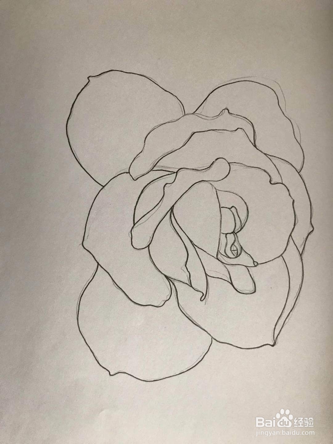 玫瑰花黑白线描画