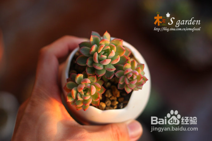 植物摄影小窍门+皮神山大王记