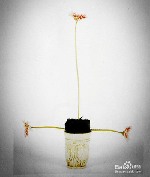 怎样插制三角形的花型