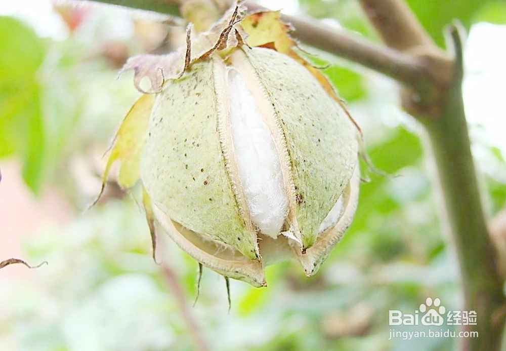 棉花有哪些常见病害?