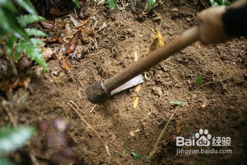 挖冬笋技巧与方法