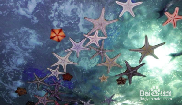 青岛水族馆怎么游玩