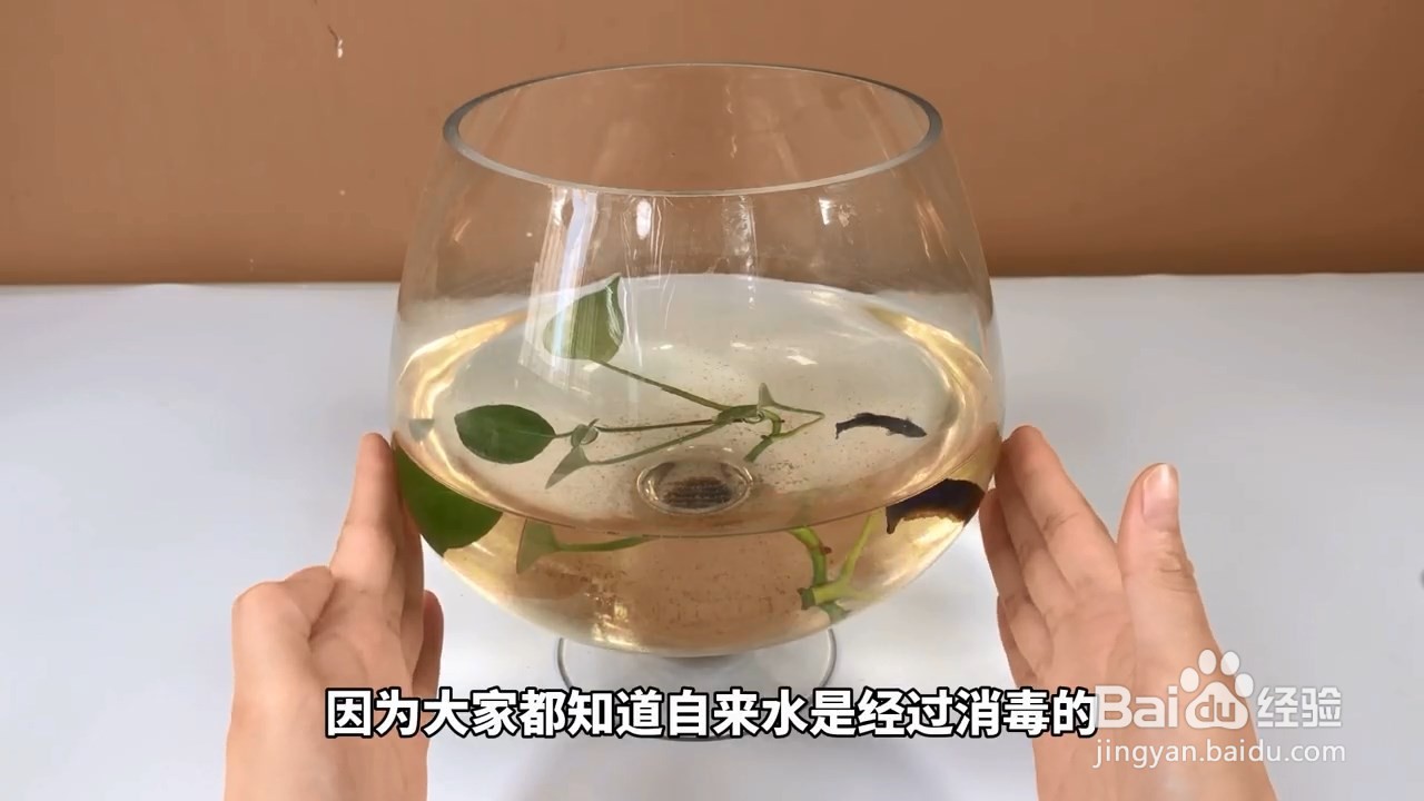 空调水不要浪费，还能用来养鱼