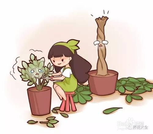 长寿花生虫子了怎么治