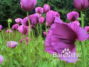 关于杜仲雄花茶的功效