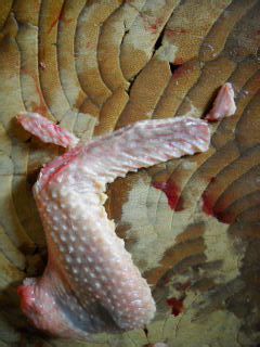 玉竹沙参炖乳鸽