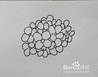 线描画：绣球花