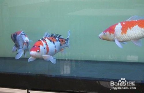 小鱼苗怎么养才不会死