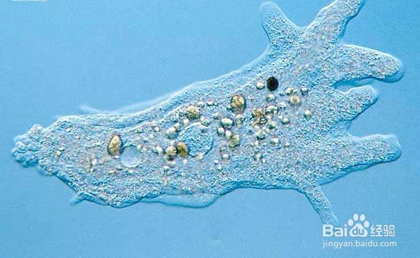 如何培育变形虫