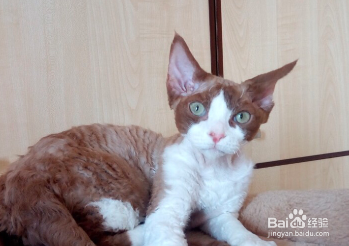 如何训练德文卷毛猫