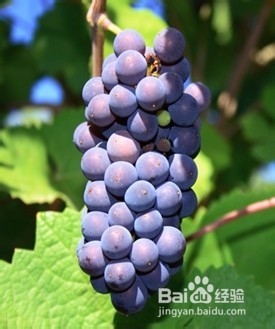 你应该知道的6个关于黑皮诺的小知识