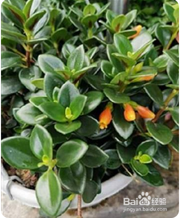 如何养护金鱼吊兰