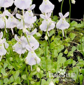 小白兔狸藻怎么养水培