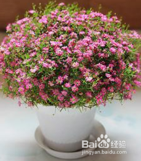 满天星养殖方法