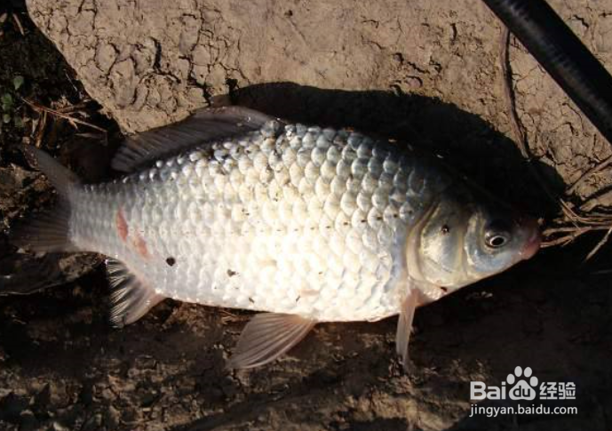 中秋怎么钓大鲫鱼？