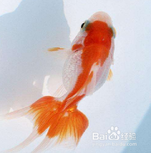 小鱼缸养什么鱼好养活