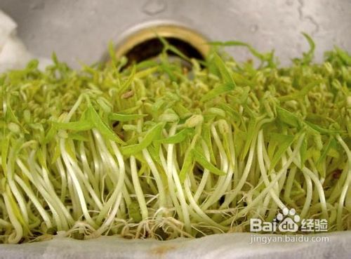 豆芽炒肉怎么做