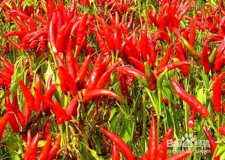 怎样炒辣椒才能让辣椒不辣?