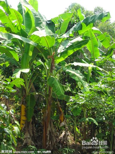 种植香蕉应该注意的问题