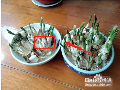 雕刻水仙花包方法图解
