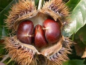 女人吃什么补肾