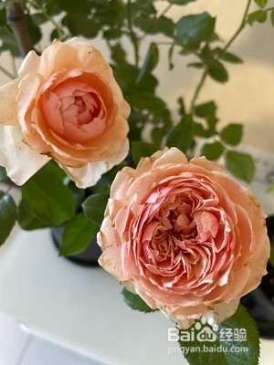 哪种月季花好养又好看