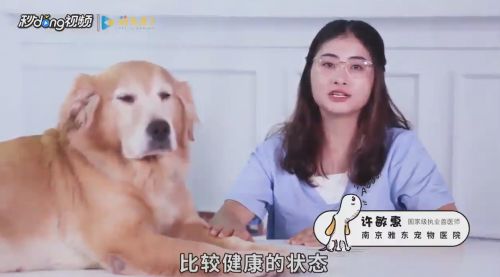 怎么判断小狗每天喝水的量 百度经验