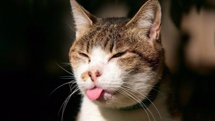 养猫咪要注意什么