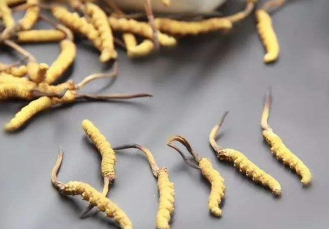 冬虫夏草怎么样保存不易变质