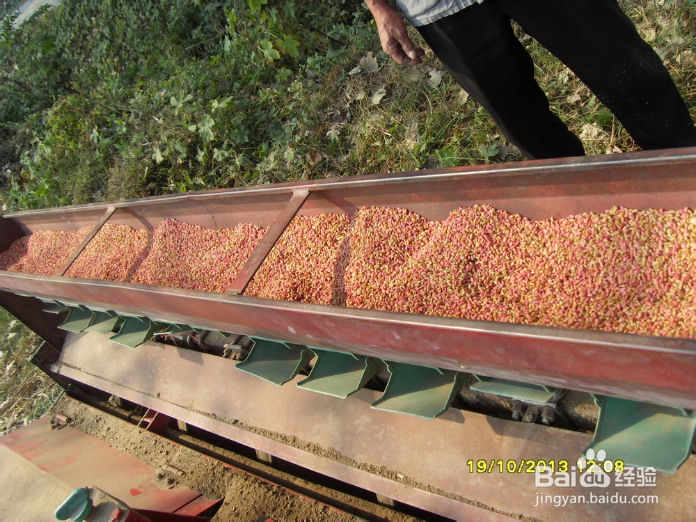 小麦的种植技术