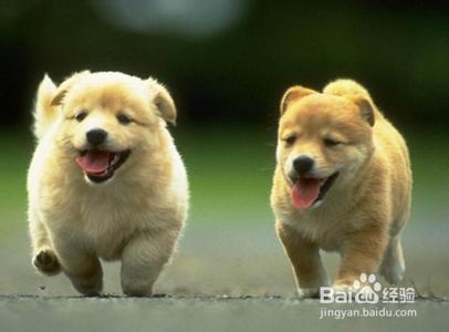 狗狗怀孕后多长时间能生