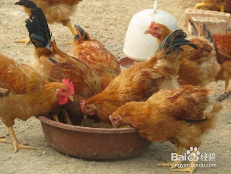 大蒜喂鸡注意事项