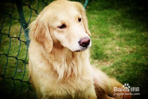 如何训练金毛犬 训练金毛犬与人握手 百度经验